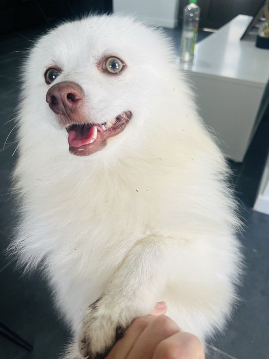 Spitz alemao macho procura namorada