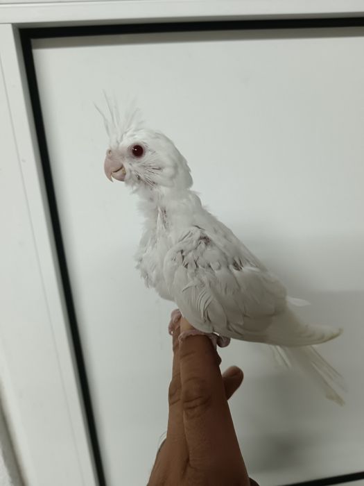 Caturra domesticada e piriquitos domesticados