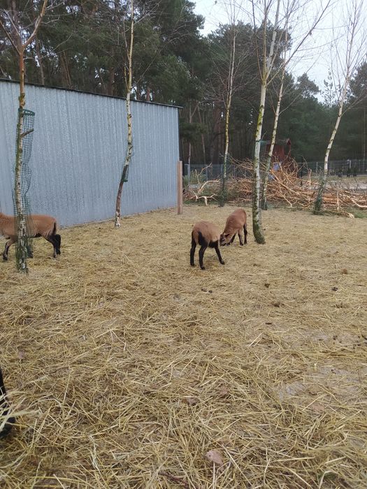 Baran kameruński, tryk do dalszej hodowli