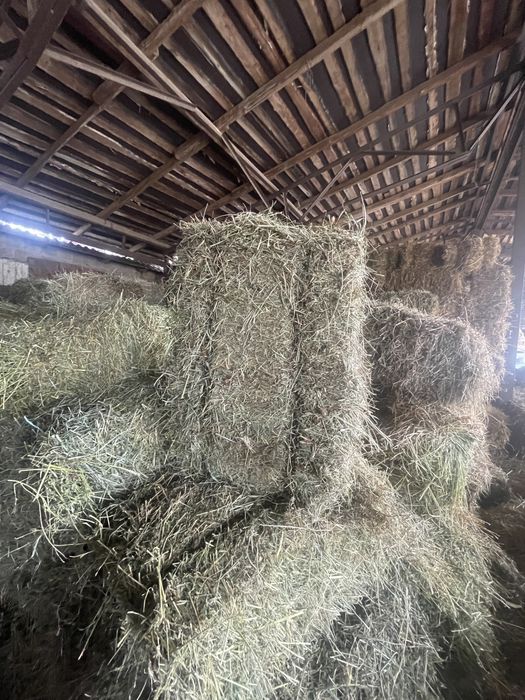 продам тюки сіна
