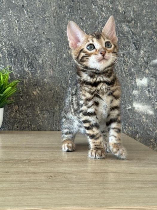 Бенгали клубні кошенята