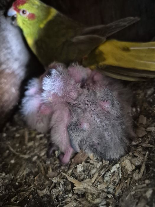 Kakarikis bebés  1