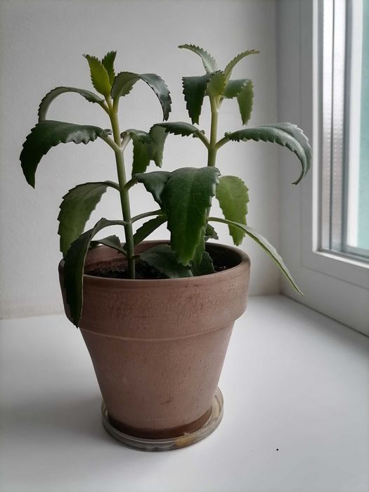 Каланхоэ цветок комнатный