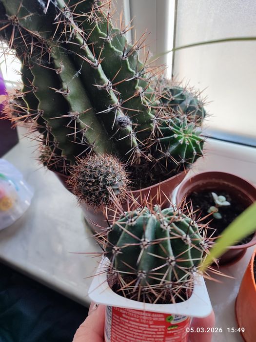 Кактус в хороші руки.