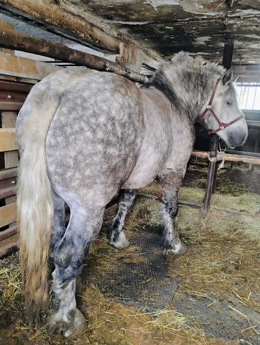 Ogiery zimnokrwiste SZPAKI