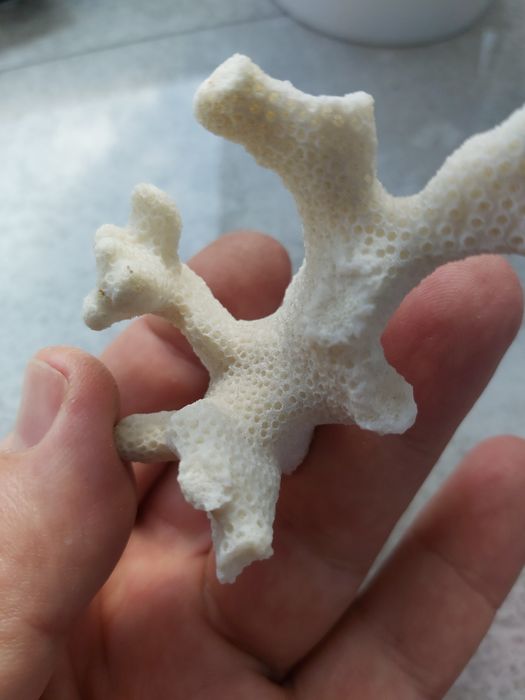 Kolekcjonerski okaz koralowca białego.