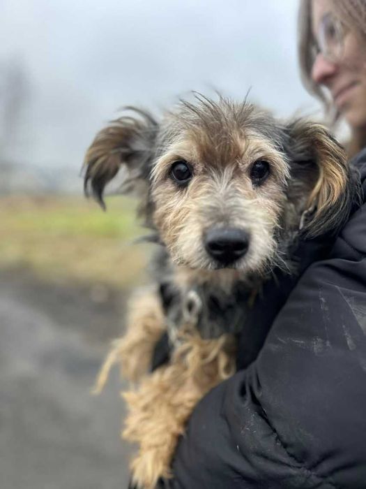 Noel śliczny maluch szuka domu ADOPCJA