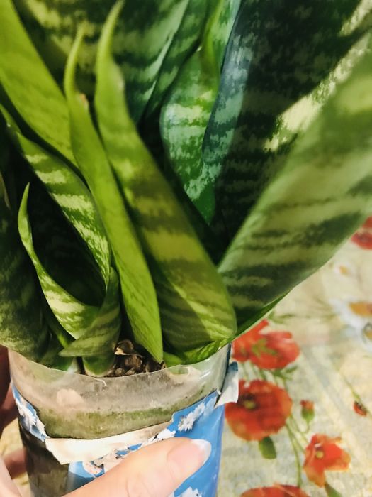 Квіти- Сенсевієрія