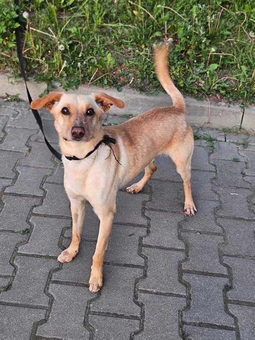 Cudowny Velvet szuka miłego domku