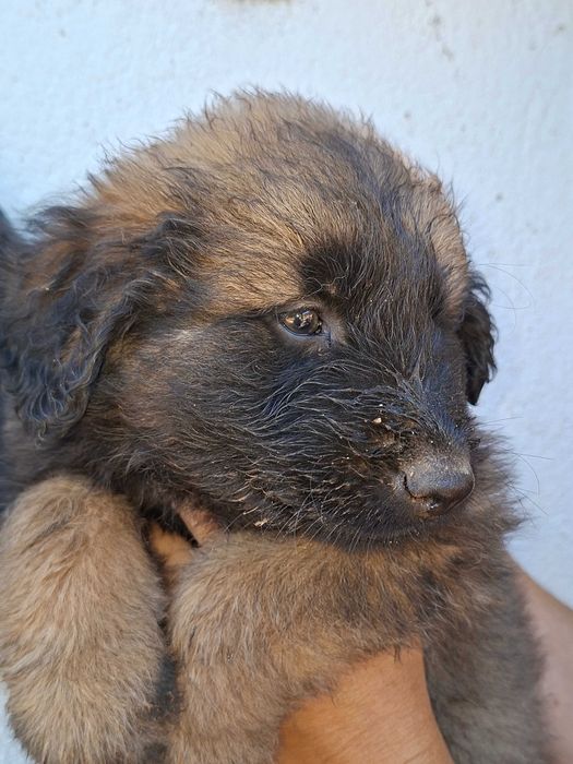 Cachorro Serra da Estrela com LOP