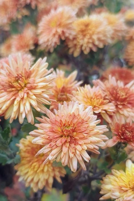 Хризантема залишки