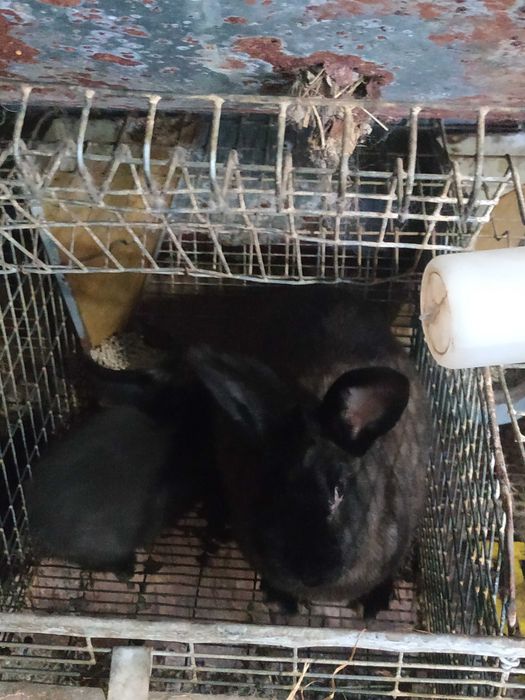 Продам кролі мардер куна