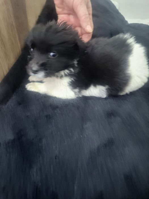 Щеночки-звоночки