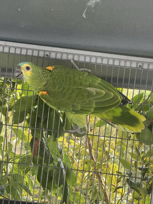CASAL  AMAZONAS AESTIVAS XANTHOPTERYX 2025