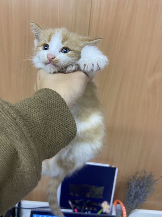 кошеня в добрі руки