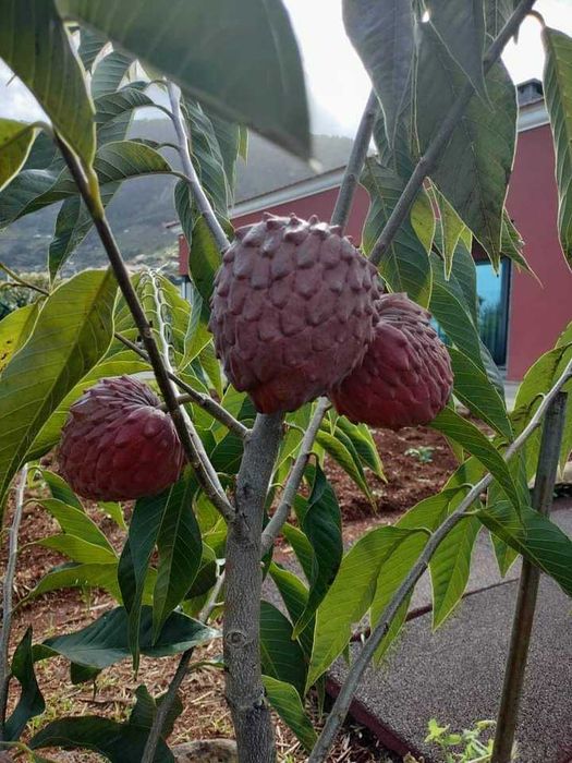 Anoneira (Annona cherimola) e Atemoia