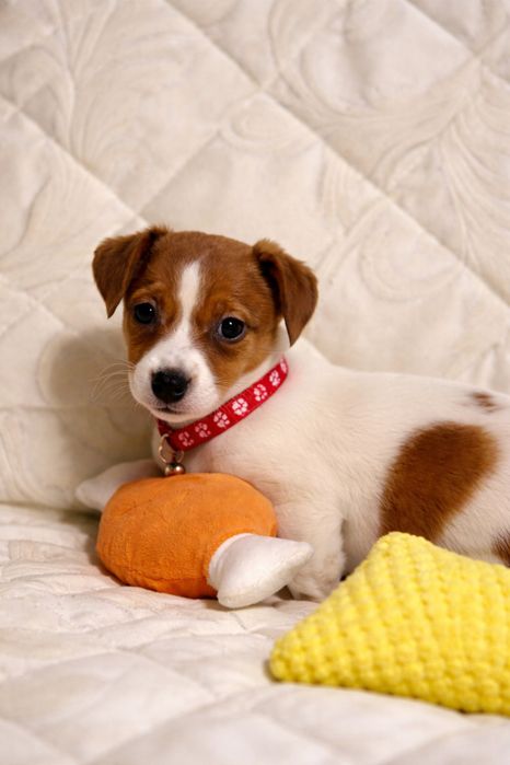 дівчатка Джек-рассел-тер’єр від клубних виставочних батьків.