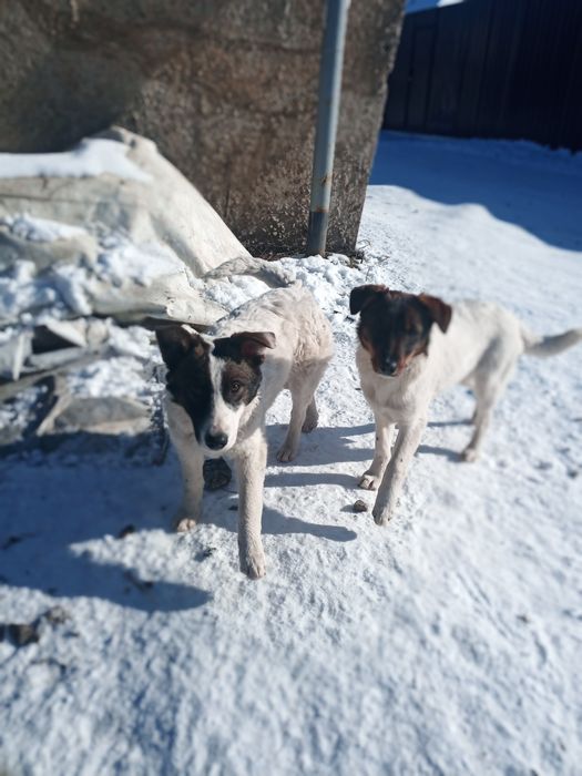 Віддам собаку 7місяці