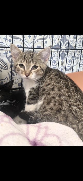Do adopcji kociaki