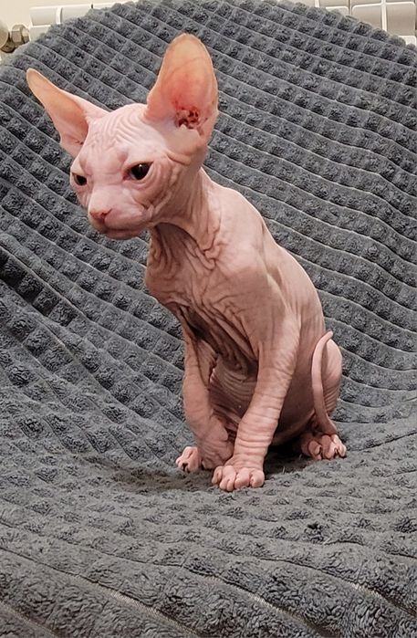 Sphynx olhos azuis