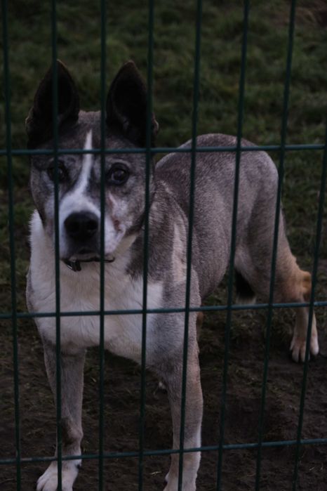 Zaniedbany pies Dżok do adopcji!