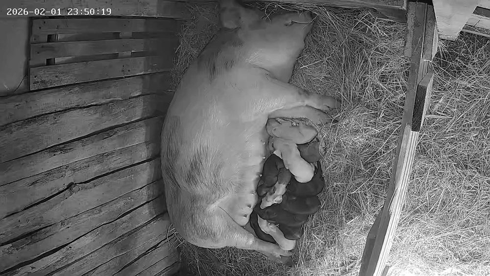 Leitoes muito bons e boa raça