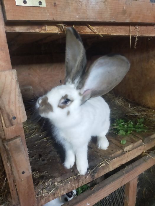 Młode krolice rasy duże