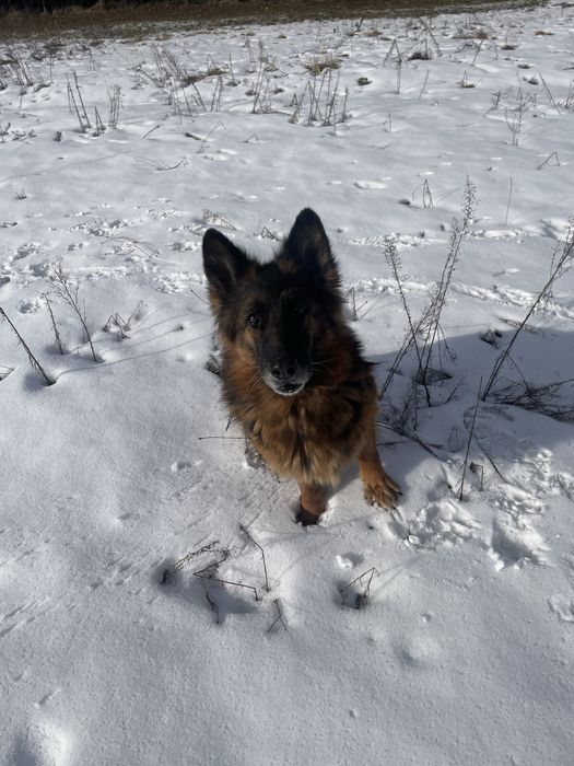 Suka Owczarek Nimiecki długowłosy  do Adopcji