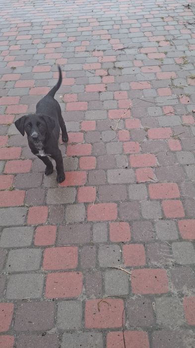 Прилаштовуються цуценята в добрі ручки. Будуть невеликі.