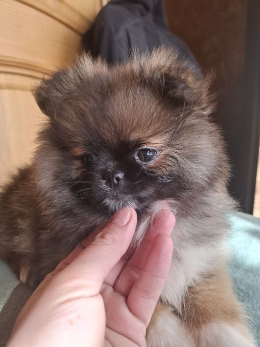 Очаровательный мальчик  Микс