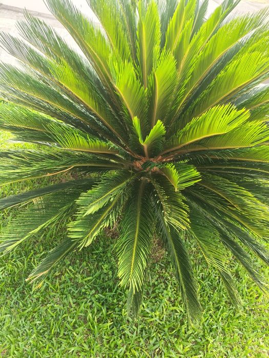 Palmeira Cica grande ( reservada)