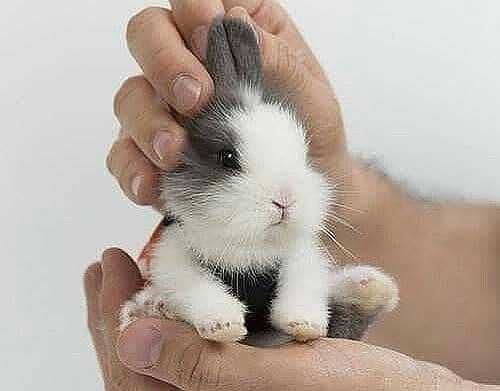 KIT Completo ,Coelhos anões Bebés super dóceis