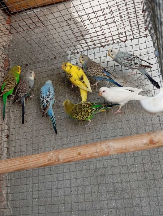 Periquitos Australianos de 2026, várias mutações