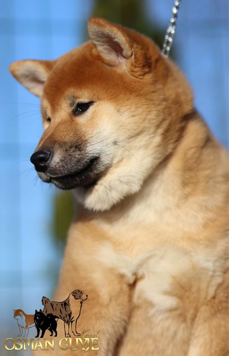 Видатні малюки шиба іну сіба іну