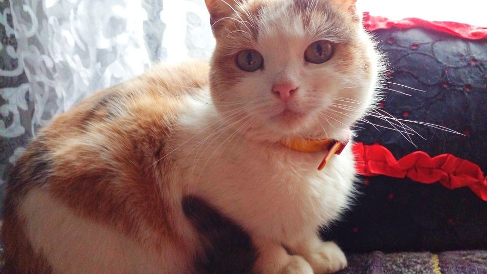 Киця в добрі руки