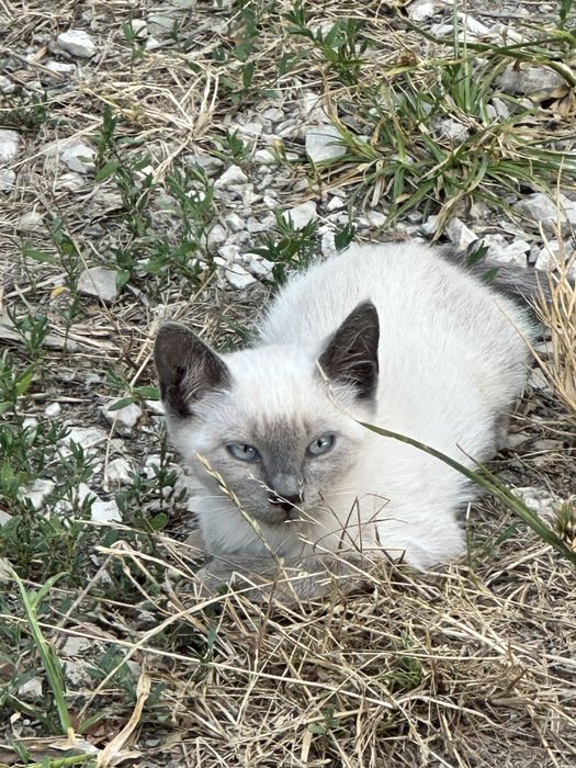 Gatinhos para adopção - procuram nova familia :)