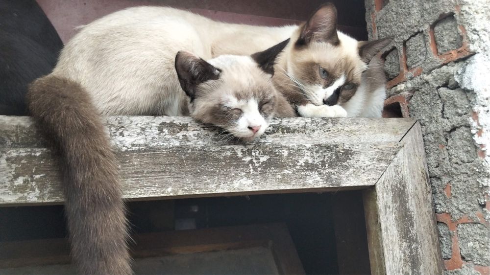 Gatas para Adoção Rsponsável