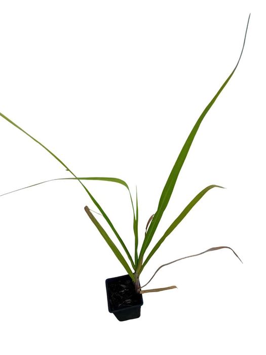 Cana de acucar planta