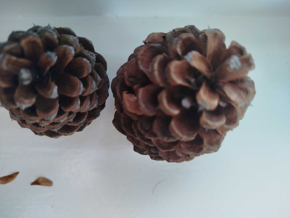 Szyszki z sosny żółtej  różne