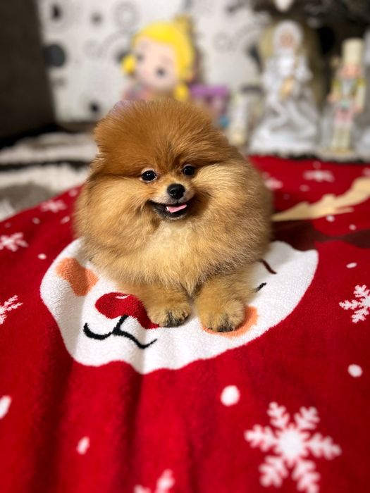 Ведмедик шпіц док КСУ