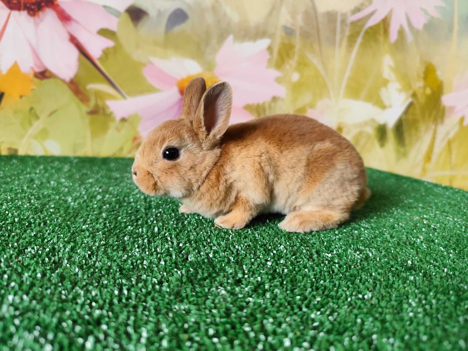 Hodowla Mini REX LOP Karzełek Niderlandzki królik miniaturka baranek