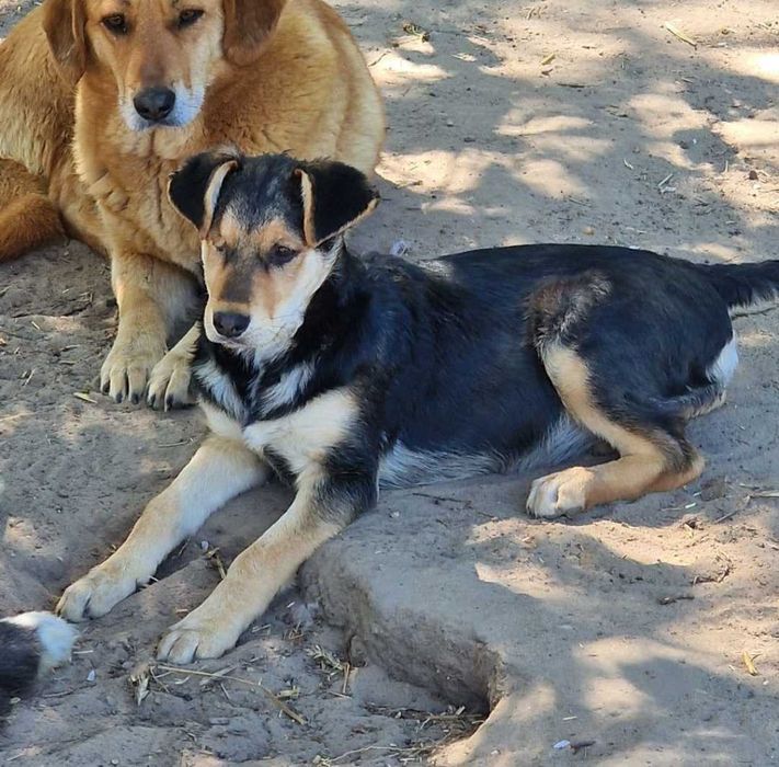 Pełna energii suczka do adopcji.