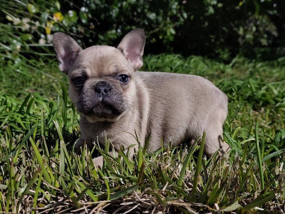 Bulldog blue fawn  macho