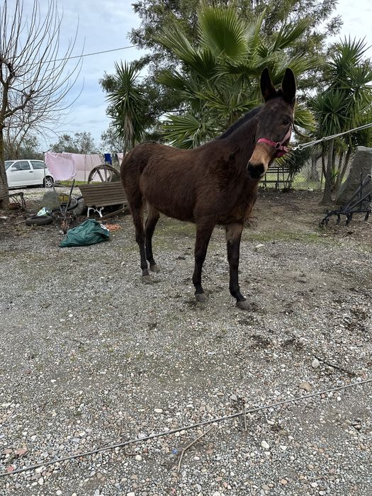 Mula grande com 12 anos