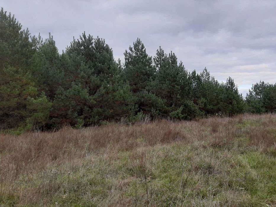 1Продається ділянка з Лісом