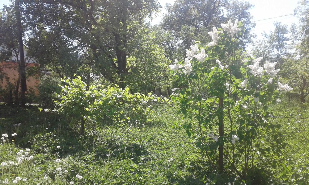 Земельна ділянка