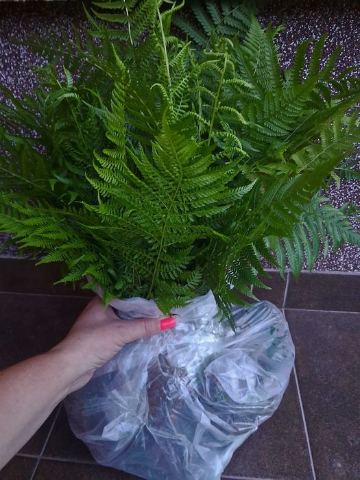 Папоротник 3 види ( Волжанка, Астильба,Щитовник))