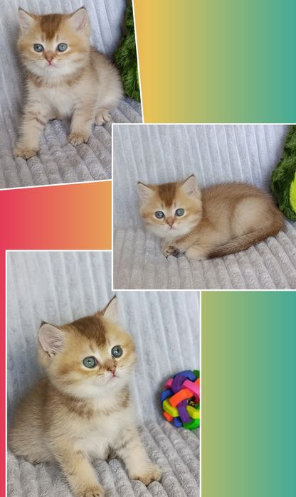 2-Золота Шоколадна  Шиншила милий хлопчик+ Е ще кошенята