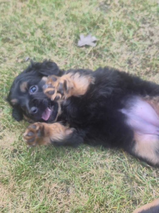 Pieski szukaja domow