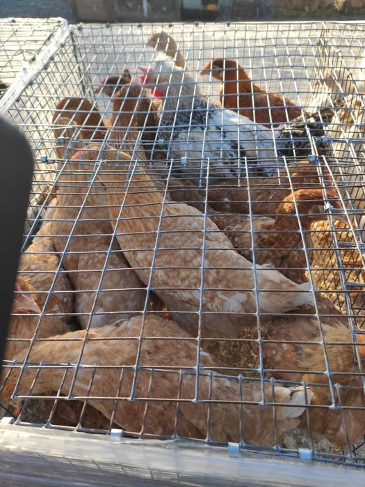 Кури 4,5 міс,молоді Домінанти